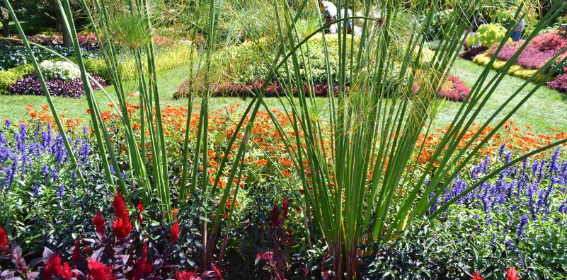 Using Color in the Garden Using Color in the Garden