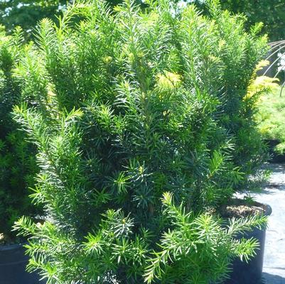 Taxus x media Hicksii - Yew Taxus x media Hicksii - Yew