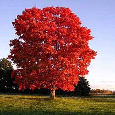 Acer rubrum Red Sunset® - Red Maple Acer rubrum Red Sunset® - Red Maple
