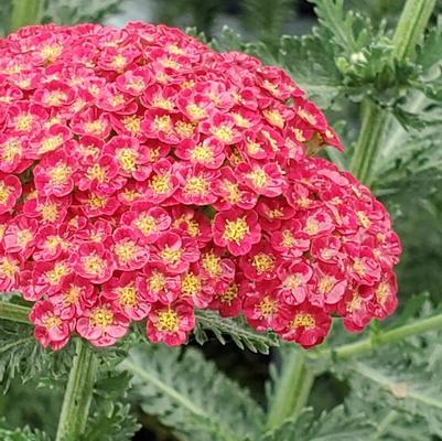 Achillea Firefly Red Pop