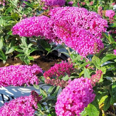 Buddleia Pugster Pink®