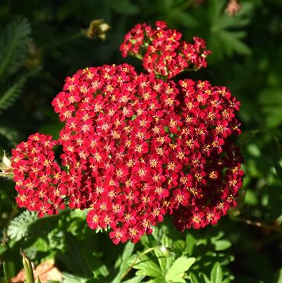 Achillea millefolium Milly Rock™ Red