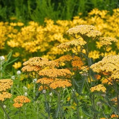 Achillea millefolium Milly Rock™ Yellow Terracotta