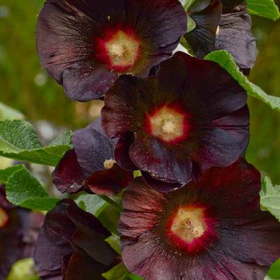 Alcea rosea Spotlight™ Blacknight