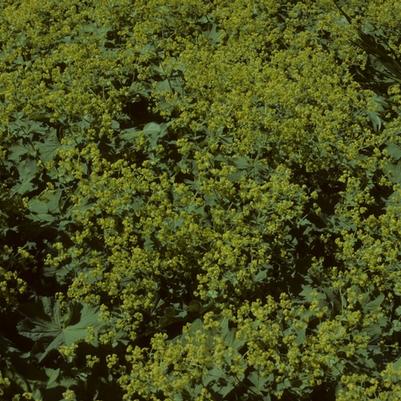 Alchemilla mollis Thriller