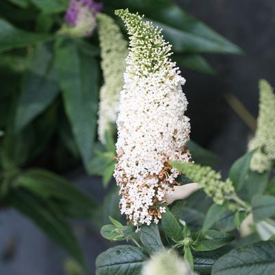 Buddleia Pugster White®