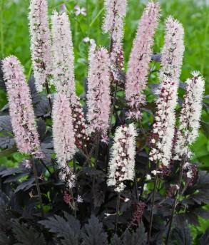 Actaea simplex Brunette