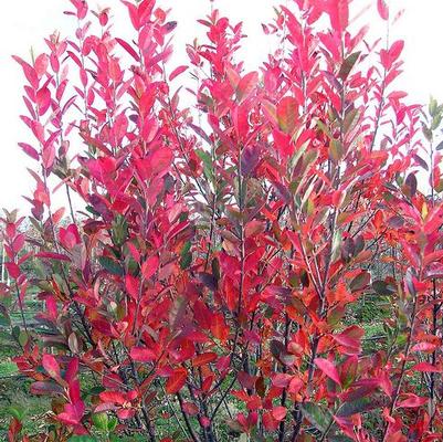 Amelanchier canadensis Rainbow Pillar®
