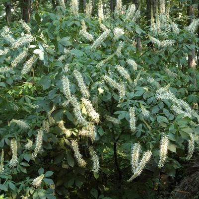 Aesculus parviflora Rogers Strain