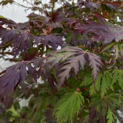 Acer japonicum Aconitifolium