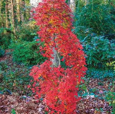 Acer palmatum Ryusen