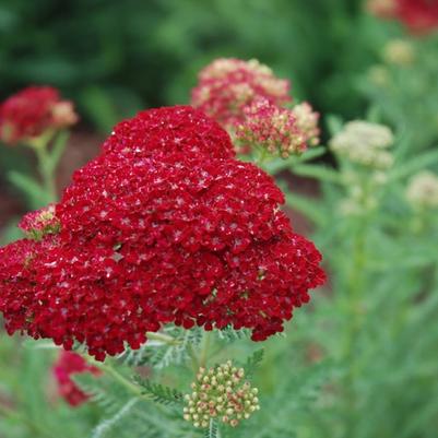 Achillea millefolium Tutti Frutti™ Pomegranate