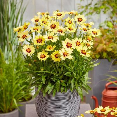 Coreopsis grandiflora Solar Solar Moon®