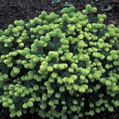 Abies balsamea Piccolo