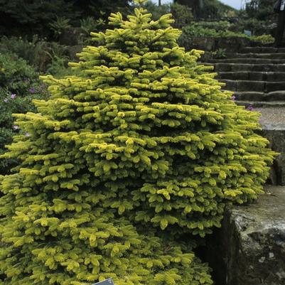Abies nordmanniana Golden Spreader