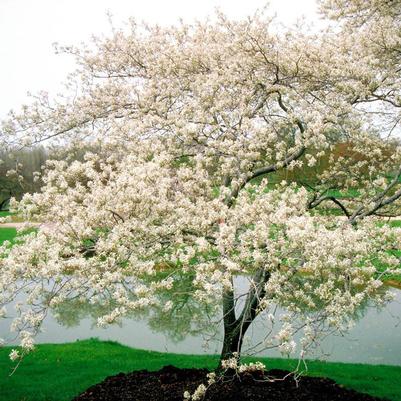 Amelanchier canadensis