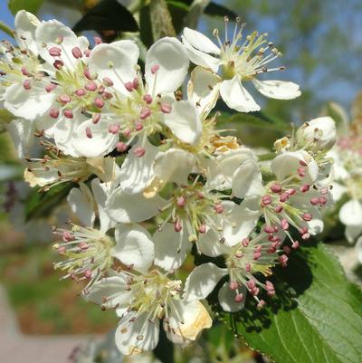 Aronia arbutifolia Brilliantissima