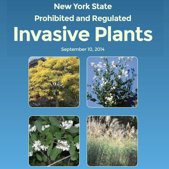 NY State Invasive Plant List