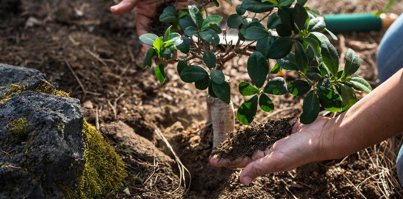 Fall is a Great Time to Plant
