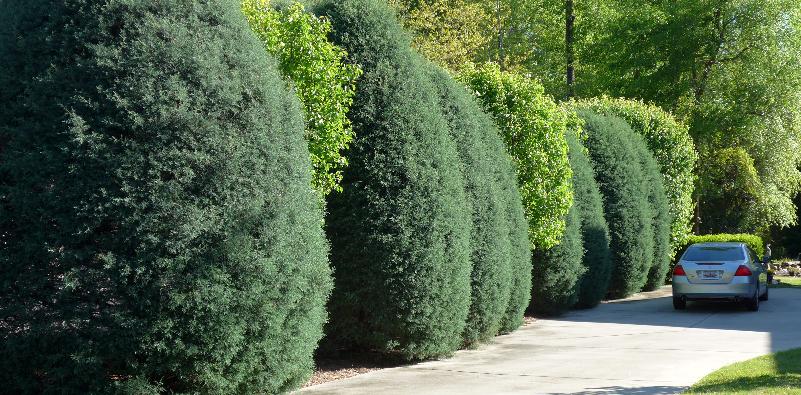 Best Trees for Screening your Property