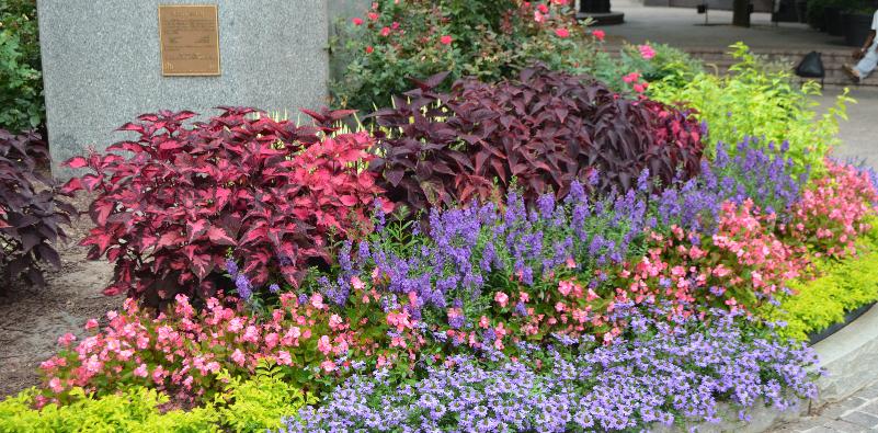 Using Color in the Garden