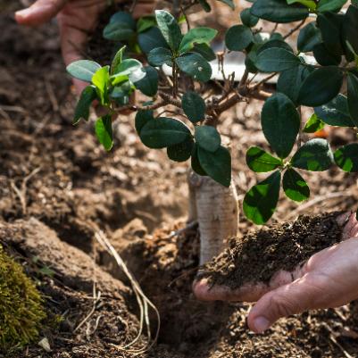 Fall is a Great Time to Plant