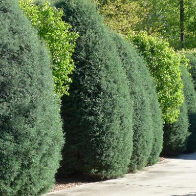 Best Trees for Screening your Property