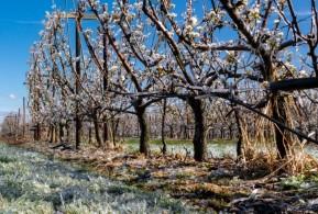 How Trees Prepare for Winter