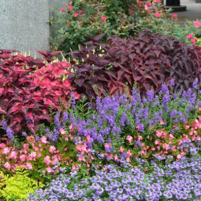 Using Color in the Garden