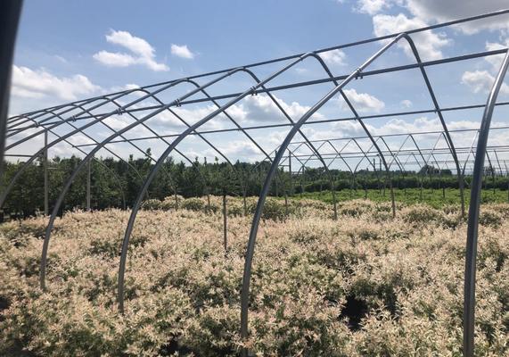 10 - Greenhouse