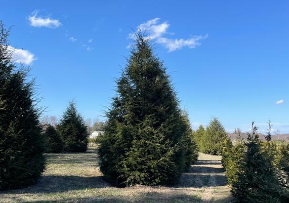 19 - Large Tree