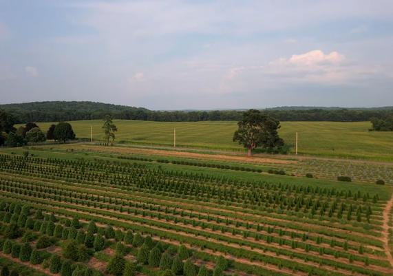Field 2