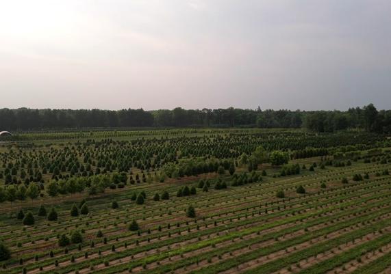 Field 5