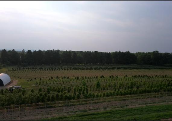 Field 6