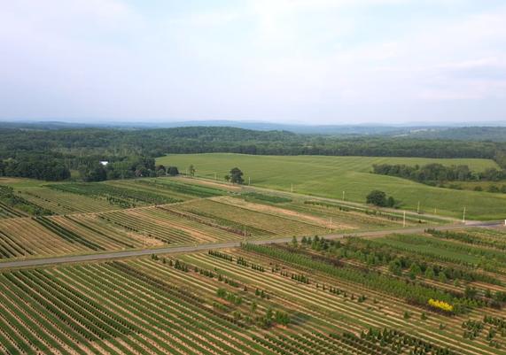 Field 7