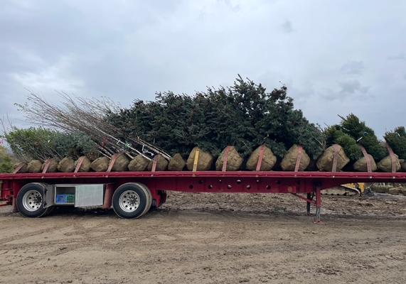 Tree's on flatbed