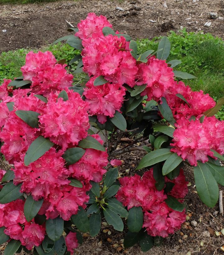 Rhododendron Holden's Red 