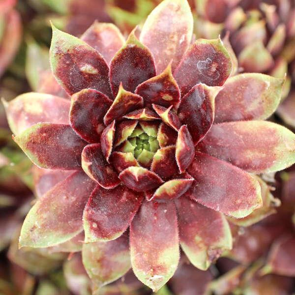 Sempervivum 'Killer' 