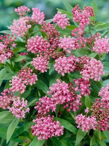 Asclepias incarnata Soulmate