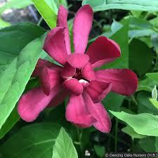 Calycanthus x raulstonii Hartlage Wine