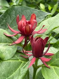 Calycanthus floridus 