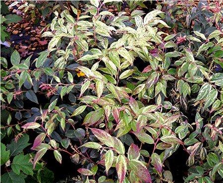 Leucothoe fontanesiana Girard's Rainbow