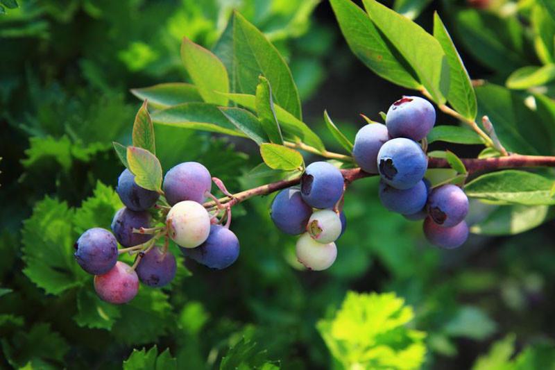 Vaccinium angustifolium 