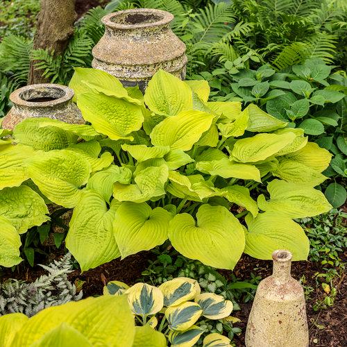 Hosta Shadowland® Coast to Coast