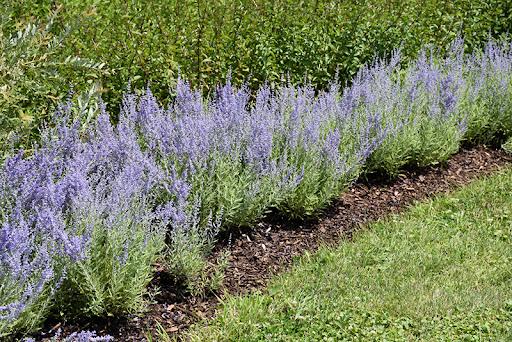 Perovskia atriplicifolia Lacey Blue