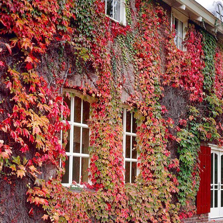Parthenocissus tricuspidata 