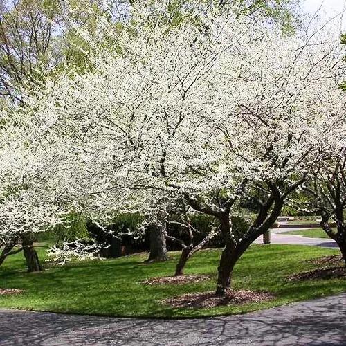 Cercis canadensis Royal White