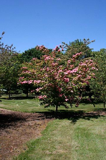 Cornus kousa Heart Throb®