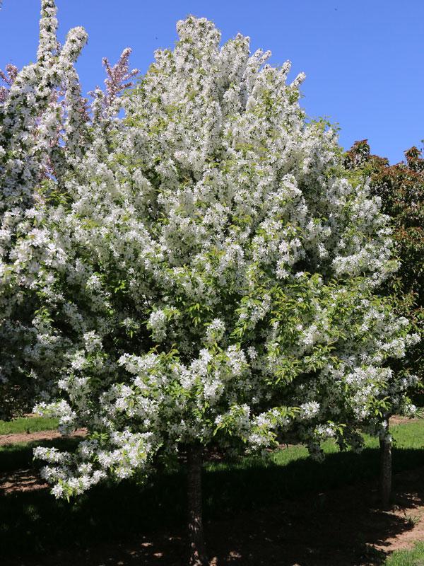 Malus Snow Crystal™