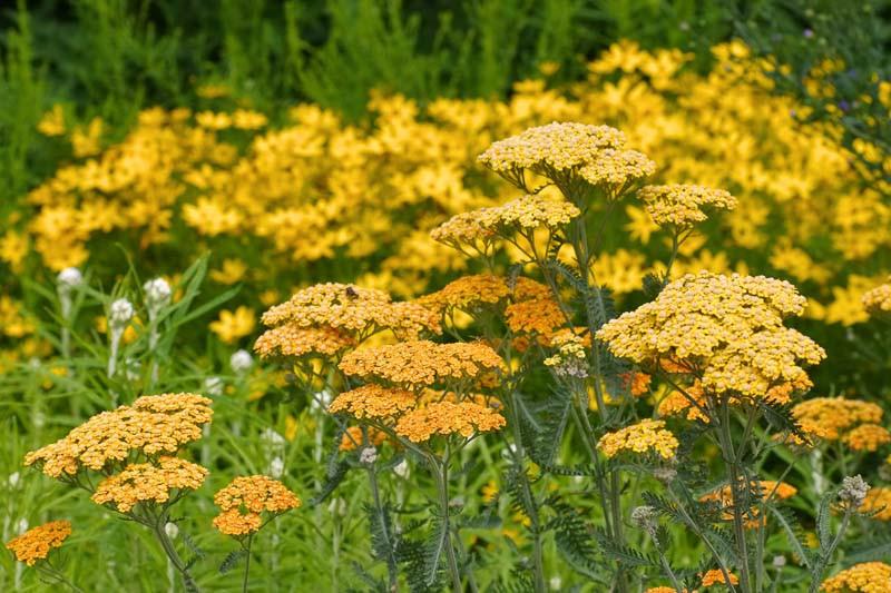 Achillea millefolium Milly Rock™ Yellow Terracotta